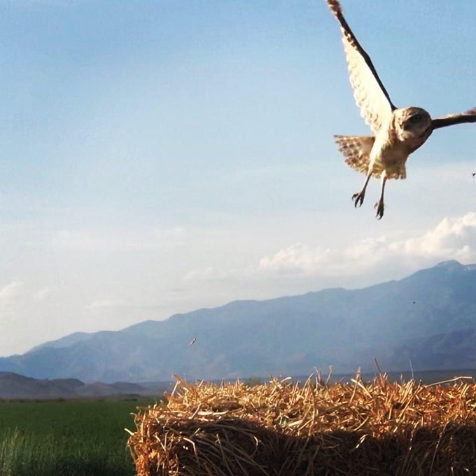 My contribution to #SuperbOWL Sunday &hearts;️🙏🏻 #Owl #owls #birdwatching #wildlifephotography https://t.co<a href="/tag/superbowl"class="tags">#SuperbOWL</a><a href="/tag/owl"class="tags">#Owl</a><a href="/tag/birdwatching"class="tags"><span>#birdwatching</span></a><a href="/tag/wildlifephotography"class="tags"><span>#wildlifephotography</span></a><a href="/tag/owls"class="tags"><span>#owls</span></a>