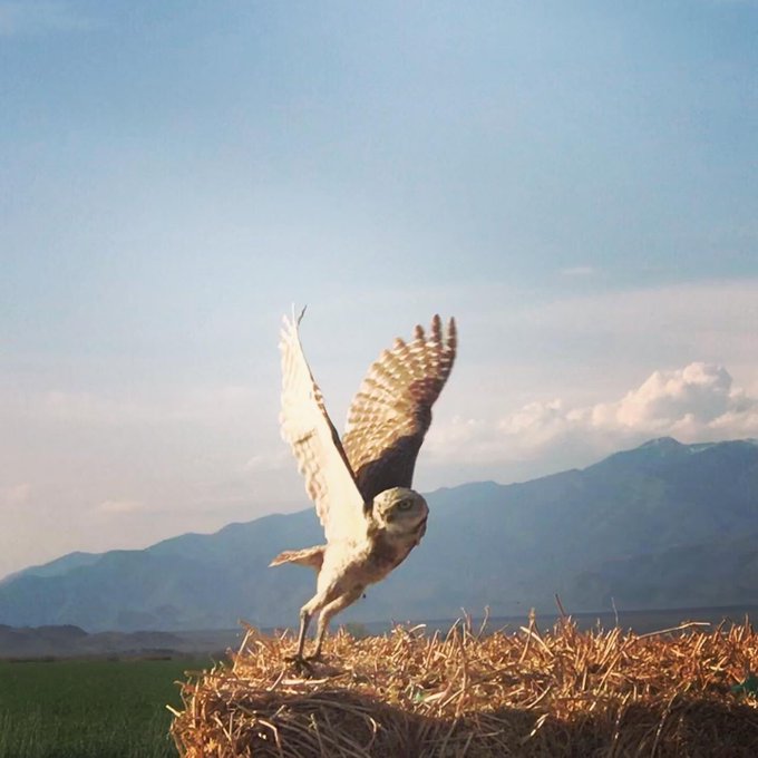 My contribution to #SuperbOWL Sunday &hearts;️🙏🏻 #Owl #owls #birdwatching #wildlifephotography https://t.co<a href="/tag/superbowl"class="tags">#SuperbOWL</a><a href="/tag/owl"class="tags">#Owl</a><a href="/tag/birdwatching"class="tags"><span>#birdwatching</span></a><a href="/tag/wildlifephotography"class="tags"><span>#wildlifephotography</span></a><a href="/tag/owls"class="tags"><span>#owls</span></a>