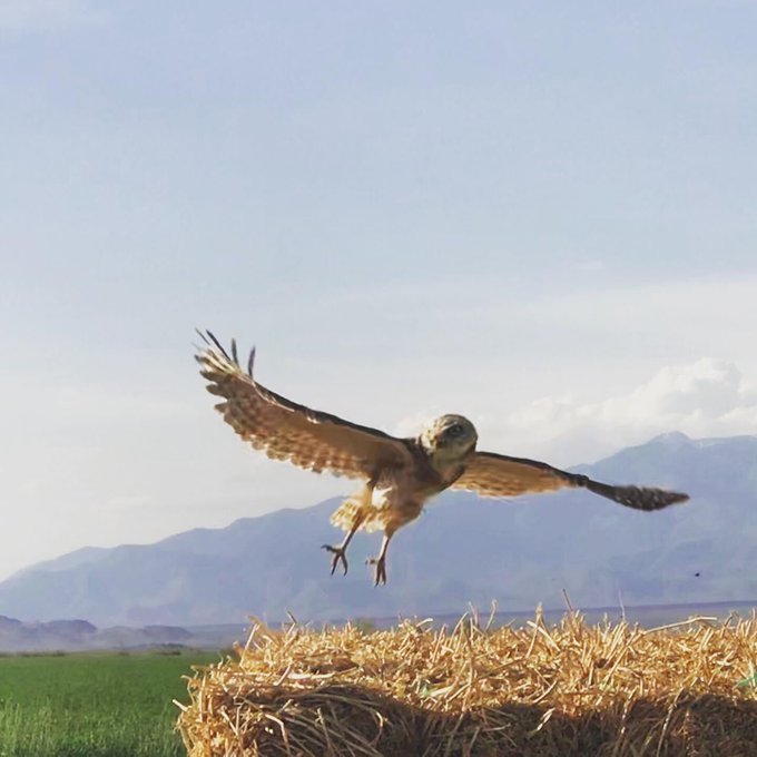 My contribution to #SuperbOWL Sunday &hearts;️🙏🏻 #Owl #owls #birdwatching #wildlifephotography https://t.co<a href="/tag/superbowl"class="tags">#SuperbOWL</a><a href="/tag/owl"class="tags">#Owl</a><a href="/tag/birdwatching"class="tags"><span>#birdwatching</span></a><a href="/tag/wildlifephotography"class="tags"><span>#wildlifephotography</span></a><a href="/tag/owls"class="tags"><span>#owls</span></a>