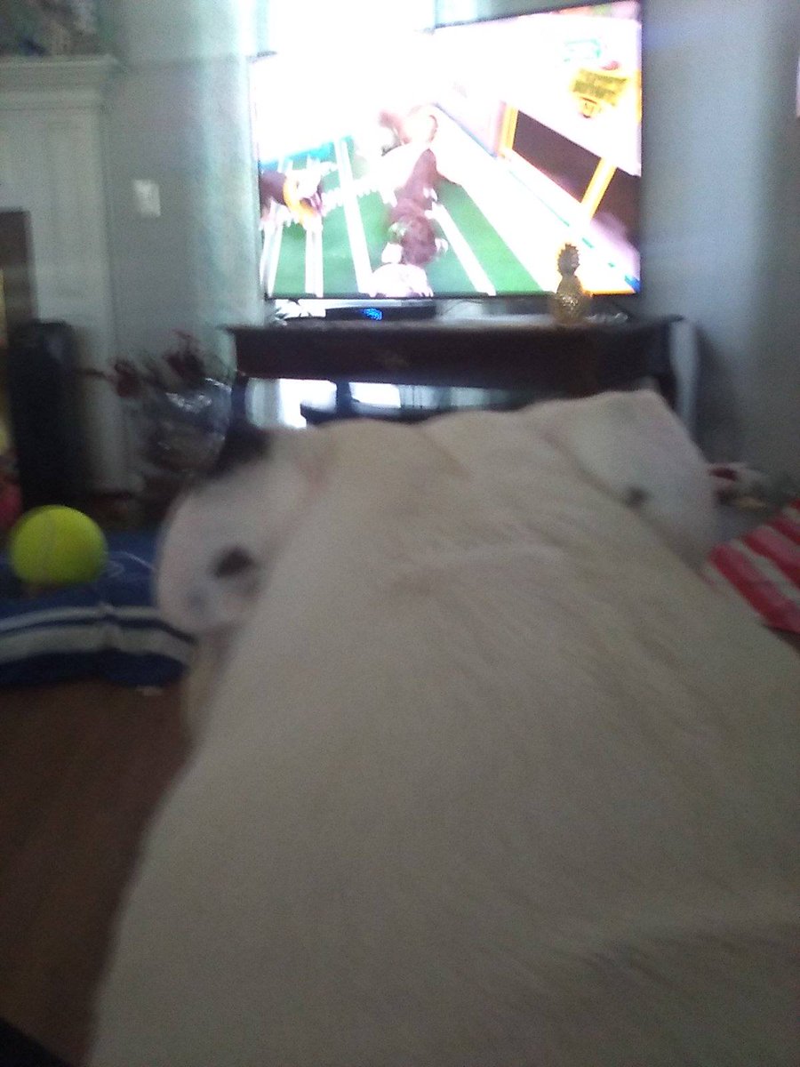 RealSirLandon's tweet photo. I was watching #PuppyBowl2022 with my dad https://t.co/kwrdloP4WW
