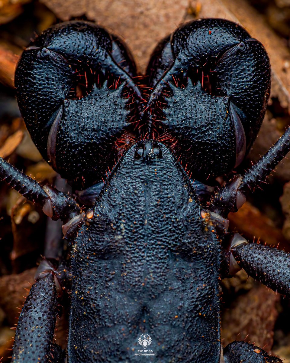 RajBoss's tweet photo. Dark Love 💪🏿🖤 💪🏿
Can you spot out the heart shape?

Valentines Day is here and this is a prepping toast to Arachnid love🥂❤️
#ValentinesDay2022 #ValentinesDay #Valentine #Darklove #arachnid #flex #macrophotography #nature #LoveIsBlind #whip #ArtistOnTwitter #BlackHistoryMonth https://t.co/zmiHmSfVGa