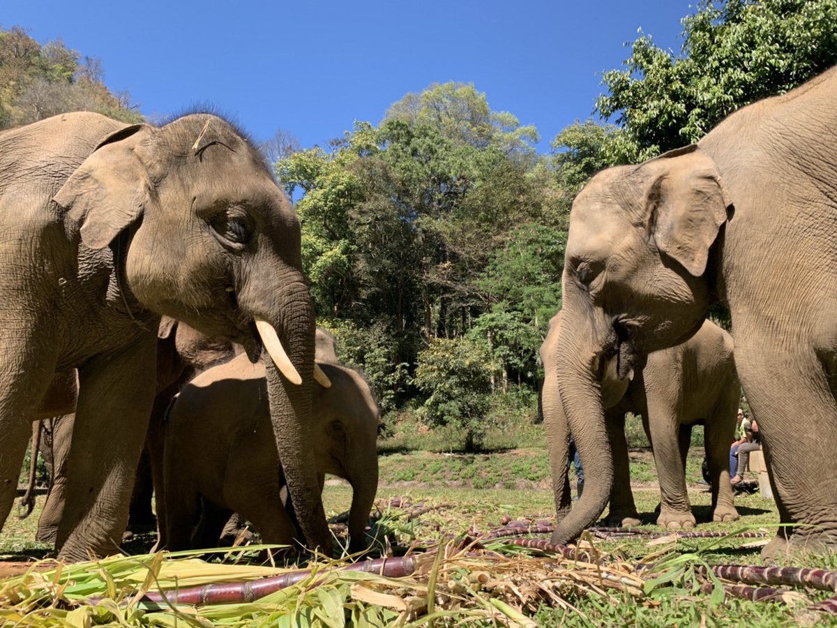 🐘 สมาคมสหพันธ์ช้างไทยขอขอบพระคุณโปรเจคดีๆ จากแฟนคลับของคุณมิว ศุภศิษฏ์ จากประเทศญี่ปุ่นค่ะ ที่ช่วยแบ่งปันเลี้ยงอาหารน้องช้างให้อิ่มหนำสำราญ 
🙏🏻🥳❤️
<a href="/MSuppasit/">mewsuppasit</a>
#ช่วยช้างถึงช้าง
#สมาคมสหพันธ์ช้างไทย
#MewSuppasit
#LoveforMew31stBD_JPN