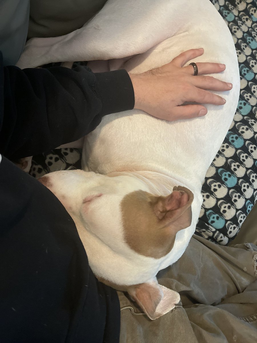adarbe3's tweet photo. Look who couldn’t make it to the end of the game. #buster #Pitbull #SuperBowl #dogsoftwitter https://t.co/49BKggvUqZ