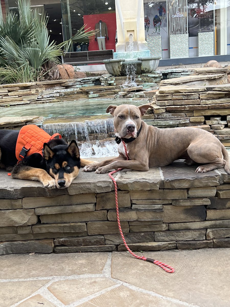 rj5515's tweet image. Puppies. #prongcollar #ecollar #balancedtrainer #goodboys #antiprongcollar