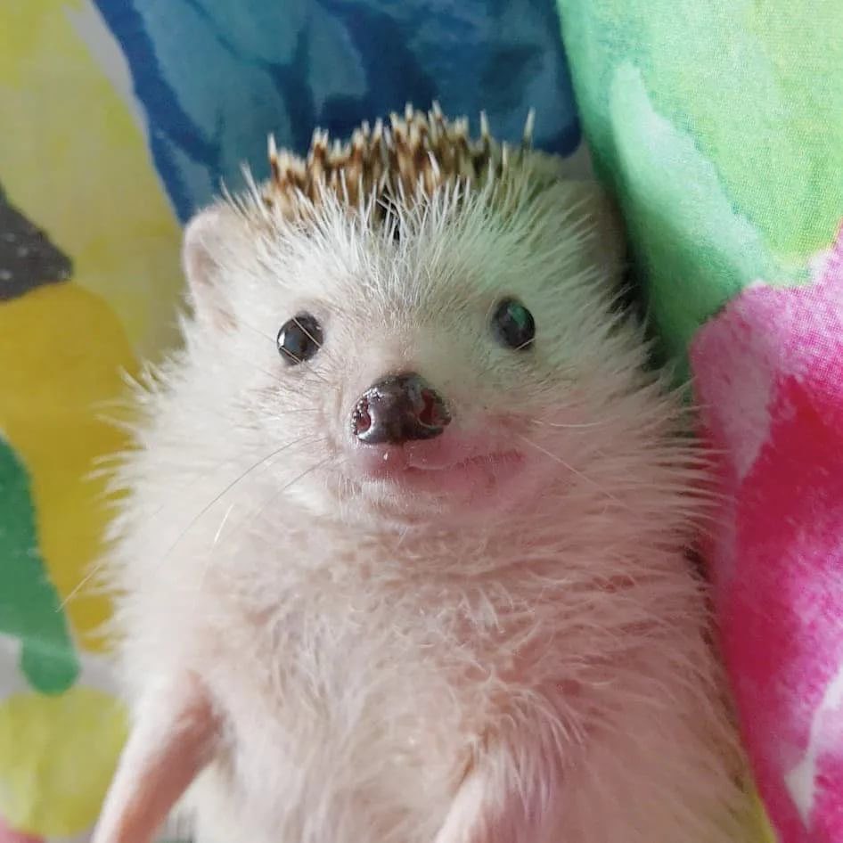DayHedgehogs's tweet photo. https://t.co/YaC2kx5rcp