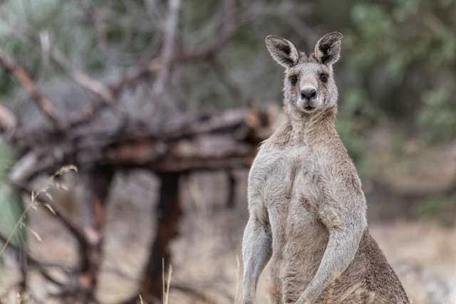 SethFromThe716's tweet photo. Sexy kangaroos
#FreeToGoodHome https://t.co/kSa8j0ziDW