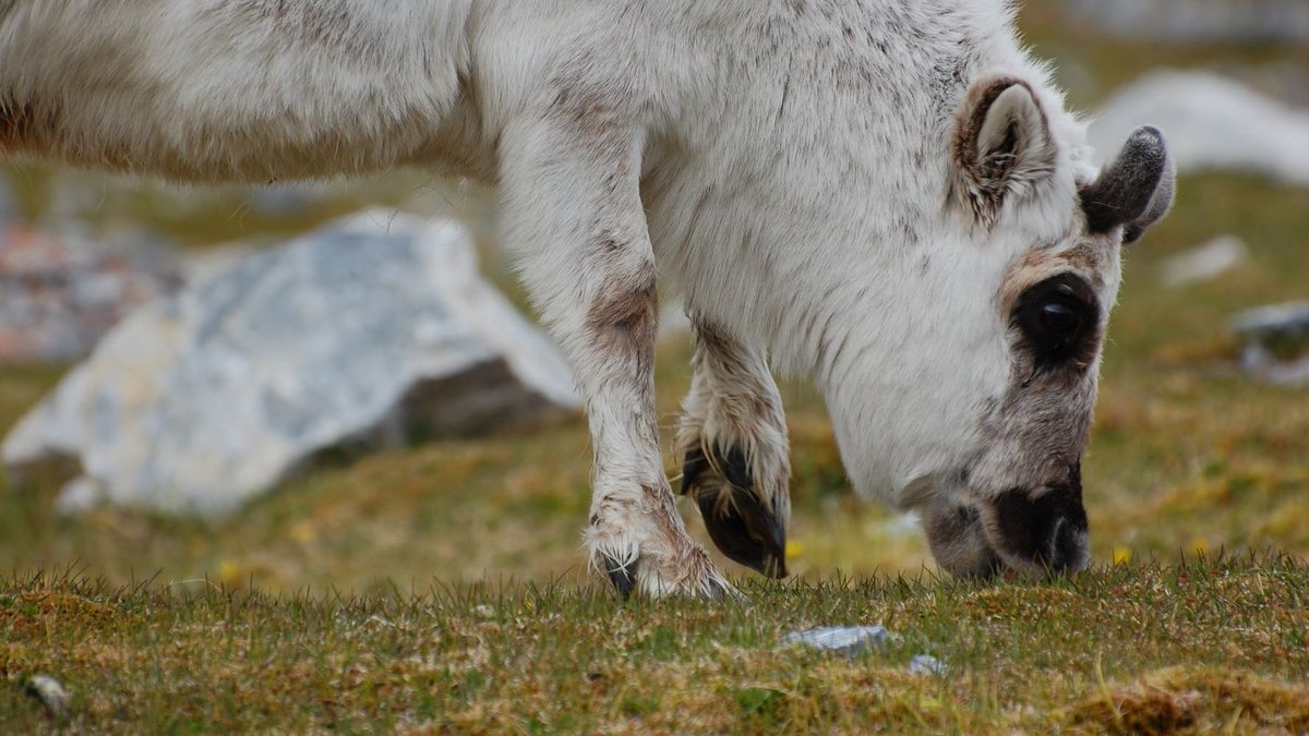 Can you help with microhistological analyses of Svalvard #reindeer diets?  We can manage DNA metabarcoding &amp; stable isotope methods, but microhistology requires specific training.  Contact information for Stefaniya Kamenova here: herbivory.lbhi.is/2022/02/10/cal… THANK YOU!