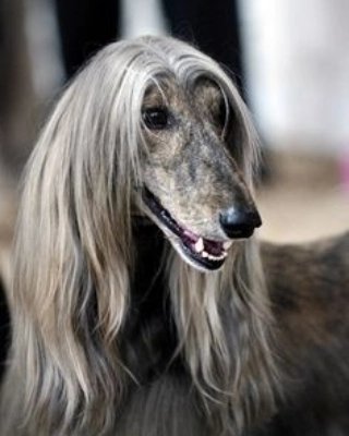 the real winner of the super bowl