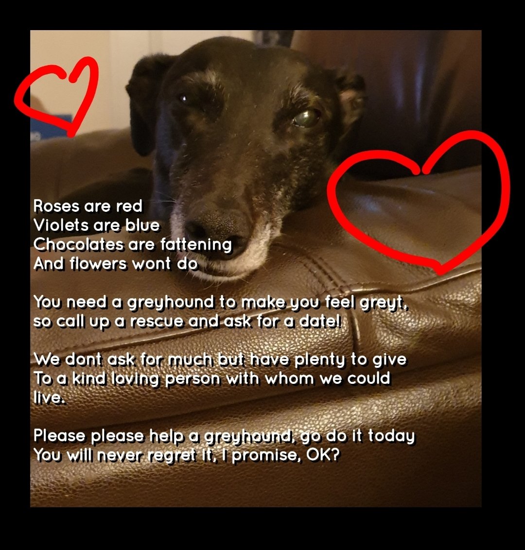 Give Valentines Day love to a greyhound today. Please?
#ValentinesDay #AdoptAGreyhound