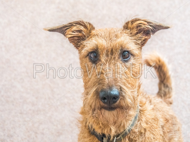 Irish Terrier dog looking at camera isolated with a plain background. Free image to download.

pet, animal, terrier, young, irish, breed, cute, red, domestic, purebred, hunter, brown, friend, playful, irish terrier, portrait, nature, mammal, white,

photowalkuk.com/buy/microstock…