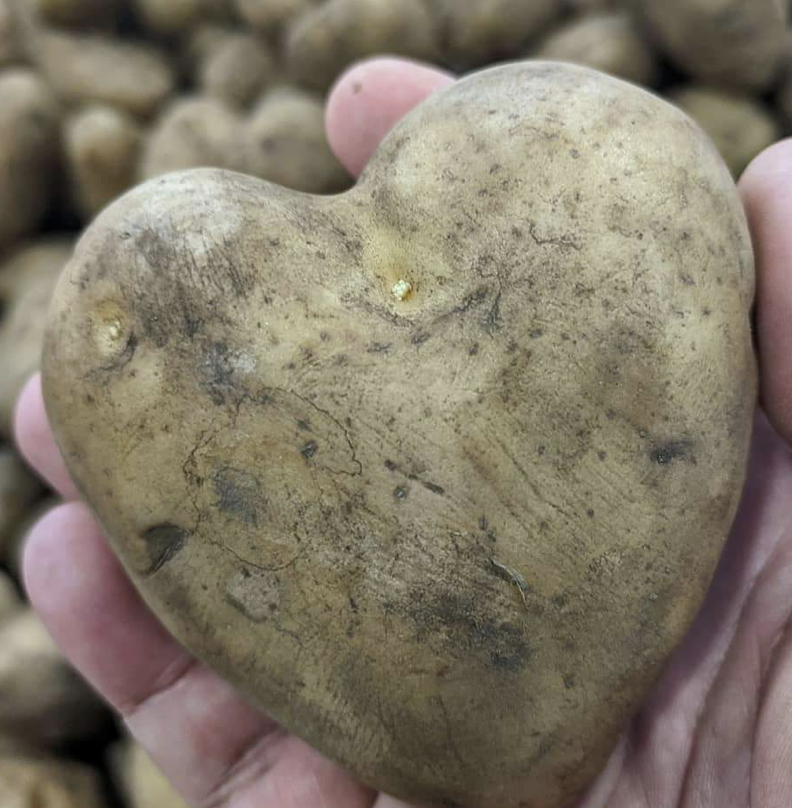 Coblands Garden Centre tweet media