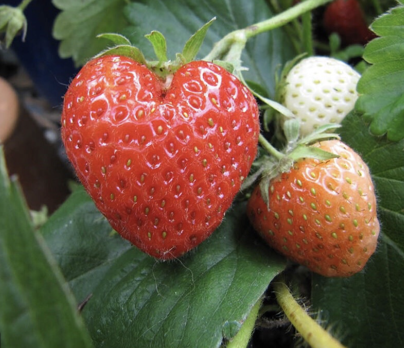 Coblands Garden Centre tweet media