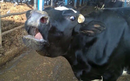 Ноздри лошади. Катаральная горячка крс. У коровы течет слеза. Корова жует жвачку. Глаза коровы.