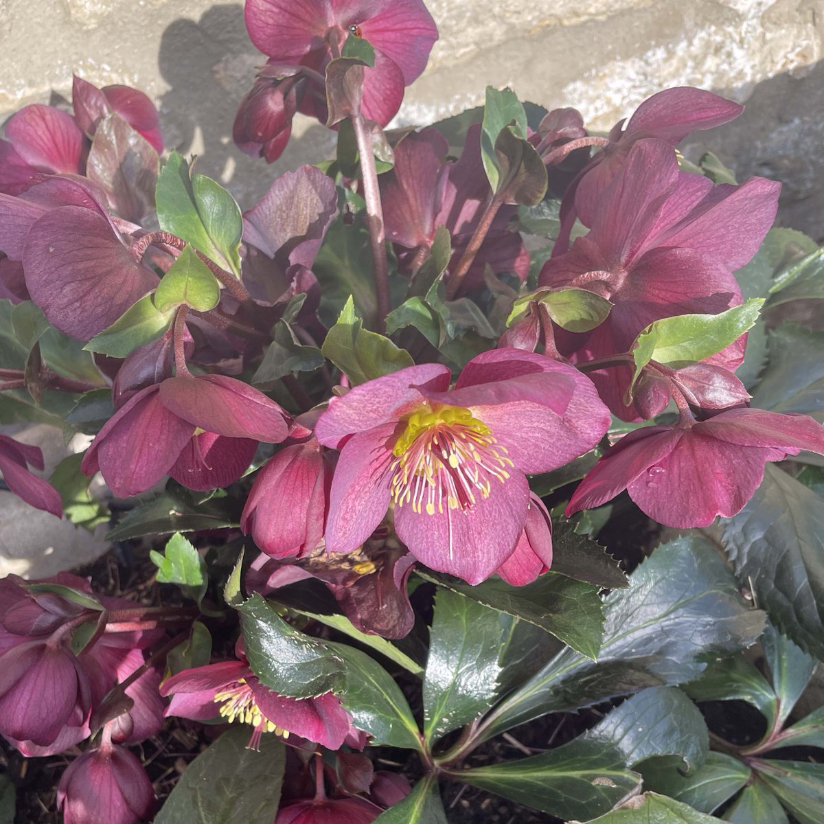 A smouldering dusky red Hellebore for my Valentine.

#valentine #valentinesday #valentinesgift #valentinesdaygift #romanticgarden #secretgarden #springromance #gothicromance #historicalromance #romanticfolly #valentineflowers #valentinesflowers