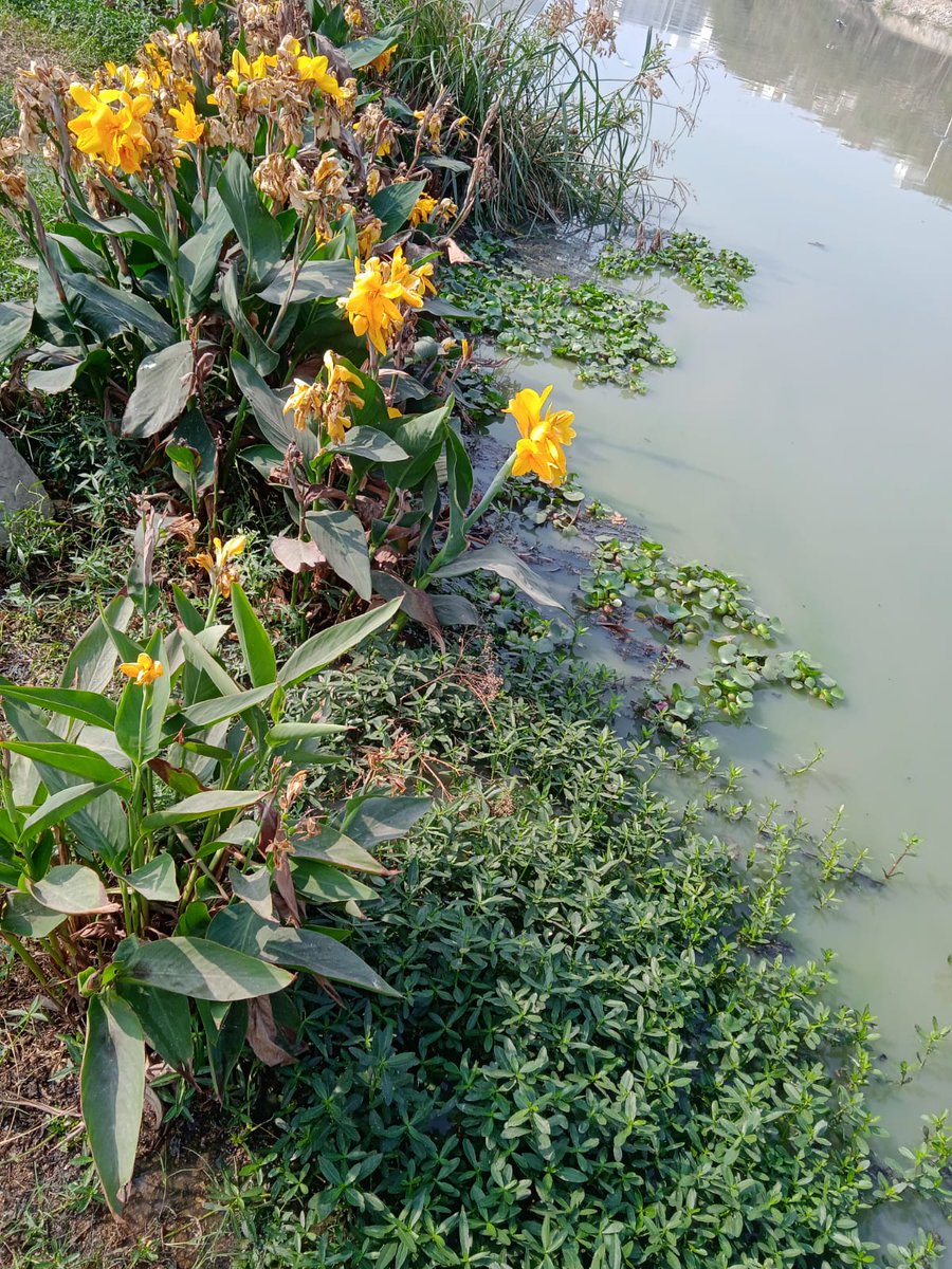 kalpana_designs's tweet photo. @KTRTRS @arvindkumar_ias  @MDHMWSSB  @ZC_SLP 
Kudikunta lake outlet is BLOCKED, inundation and back flow,owing to extreme amount of sewage sludge entering the lake. Our drain screens are stopping plastics only.@HMWSSBOnline find permanent solution🙏🏻Repair collapsed drains asap https://t.co/gXJYn46MK0