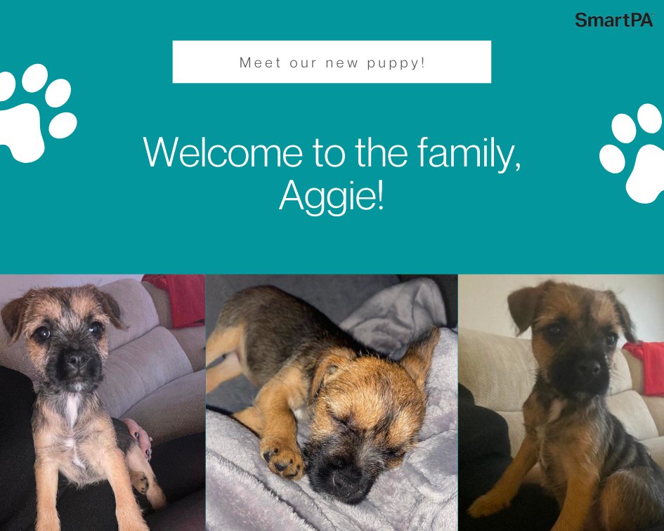BlackSmartpa's tweet photo. On Sunday we brought home the latest edition to our family... meet Aggie my new lap warmer!

If you would like me &amp; Aggie to support your business get in touch 🐾

✉️ gemma.black@smartpasupport.com 
📞 07377213570 https://t.co/BpOnQkihbJ