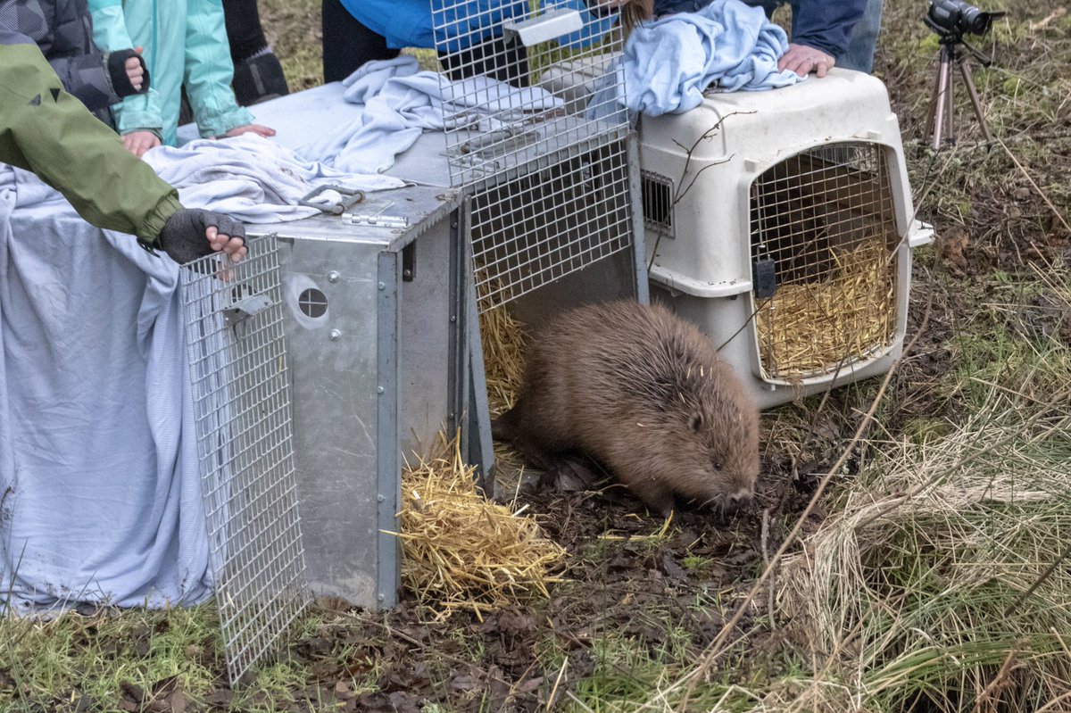 argatyredkites's tweet image. MORE BEAVERS ARE HERE! On Fri another family of 🦫s was moved to Argaty from conflict farming areas. The 1st Scottish relocation of 2022,licensed by @nature_scot was carried out by @BeaverTrust (@rcampbellpalmer 🙏)  Thrilled to have more 🦫s here! @evabishop 📸 @emccandless89
