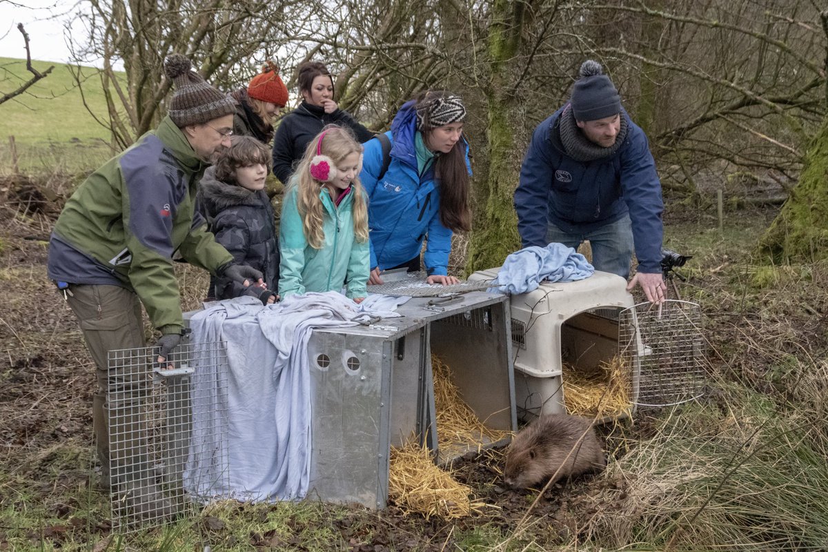 argatyredkites's tweet image. MORE BEAVERS ARE HERE! On Fri another family of 🦫s was moved to Argaty from conflict farming areas. The 1st Scottish relocation of 2022,licensed by @nature_scot was carried out by @BeaverTrust (@rcampbellpalmer 🙏)  Thrilled to have more 🦫s here! @evabishop 📸 @emccandless89