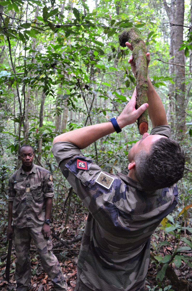 DLIAG_Officiel's tweet image. #MondayMotivation C'est lundi et aux #EFG 🇫🇷 on a soif de reprendre les activités. Évidemment notre soif, ici 🇬🇦 on ne l'étanche pas de manière classique, comme le démontre ce militaire du #6eBIMa buvant à une liane à eau au #CECFoGa
@EtatMajorFR 
@Franceaugabon 
@troupesdemarine