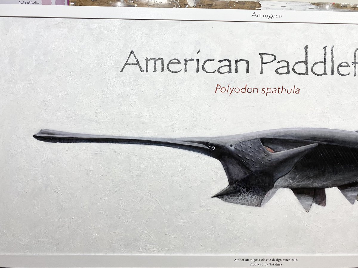 takahisa610's tweet image. T様ご依頼新規オーダー制作
ヘラチョウザメの油彩標本が完成しました！爬虫類専門に描いてきた多加久にとって未知の領域でしたが依頼人様に一発ok頂きました。感無量です。ありがとうございました。
#Polyodonspathula