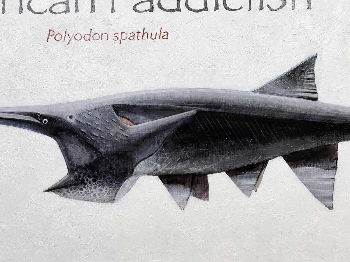 takahisa610's tweet image. T様ご依頼新規オーダー制作
ヘラチョウザメの油彩標本が完成しました！爬虫類専門に描いてきた多加久にとって未知の領域でしたが依頼人様に一発ok頂きました。感無量です。ありがとうございました。
#Polyodonspathula