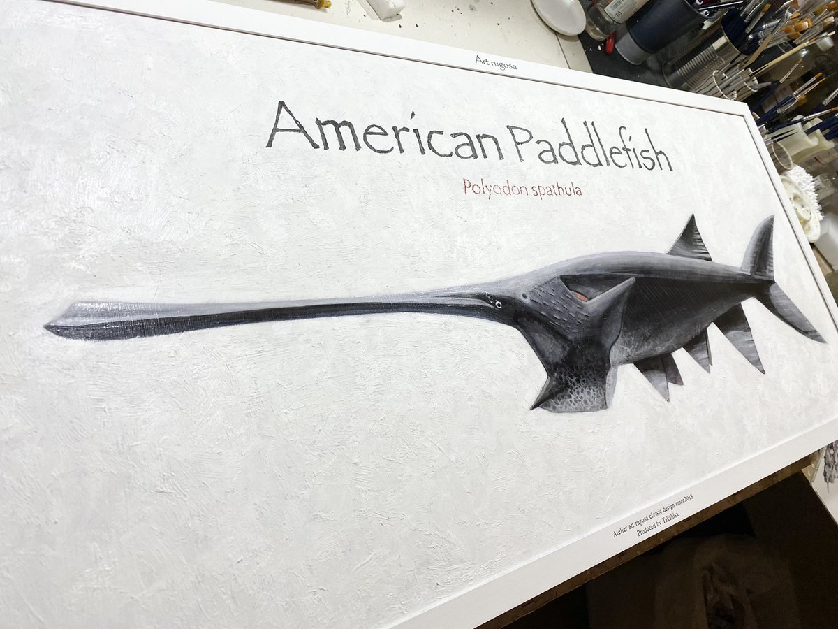 takahisa610's tweet image. T様ご依頼新規オーダー制作
ヘラチョウザメの油彩標本が完成しました！爬虫類専門に描いてきた多加久にとって未知の領域でしたが依頼人様に一発ok頂きました。感無量です。ありがとうございました。
#Polyodonspathula