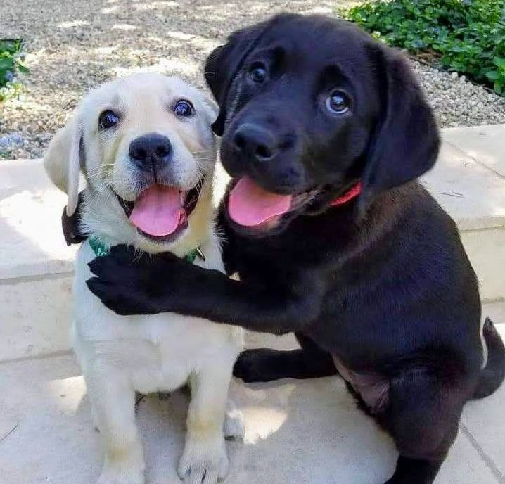 Kristal38922455's tweet photo. So cute 😍🖤🤍 https://t.co/6jACTZ8W2x