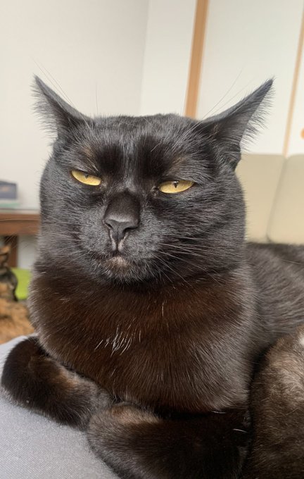 ごめんね かわいく撮れなくて W 黒猫の半目写真に 可愛く撮るのは至難の技 と共感の声 ねとらぼ