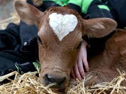 Bitfarming1's tweet photo. Happy Valentines day from all of us at bitfarming. Make your valentine feel special by gifting them with a Bitcow, Bitsheep or a Frikka token. Buy now https://t.co/gk0UexSKtF
😍💖🐮🐑💰 https://t.co/umTUjKUzxx