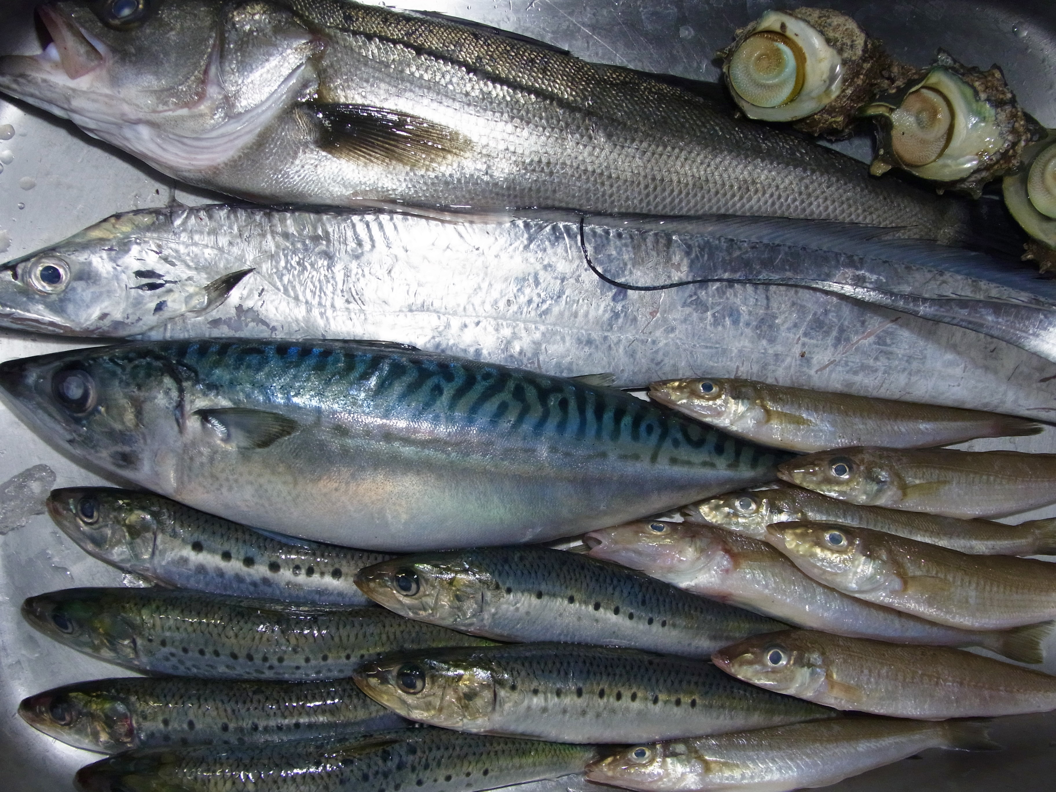 旬魚島酒まぁやぁ 藤井君5冠 ぶちゃけ稼ぎもスゴいんでしょうね 本日の地魚仕入れ 目玉は キス 刺身 天プラで セイゴ 刺身 バター焼きで タチウオ 刺身 塩焼きで 本日よりお酒タイム30分延長 お情け なんだかなぁ