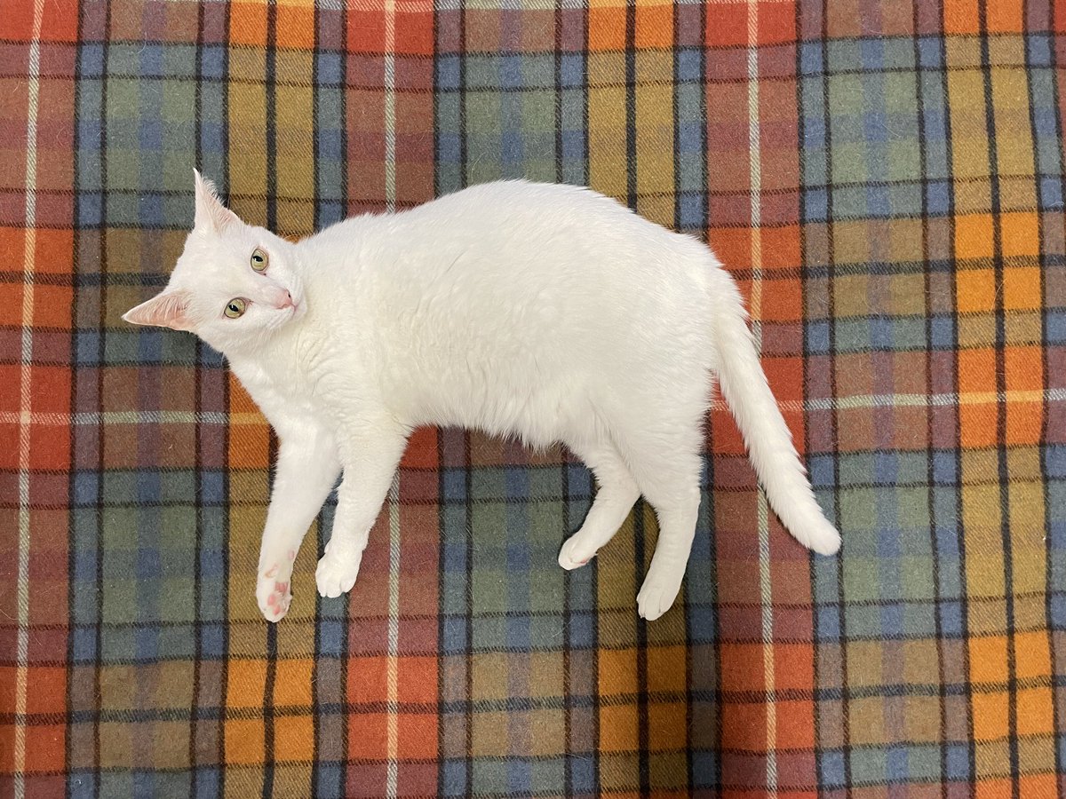 Penelope Modra tweet media