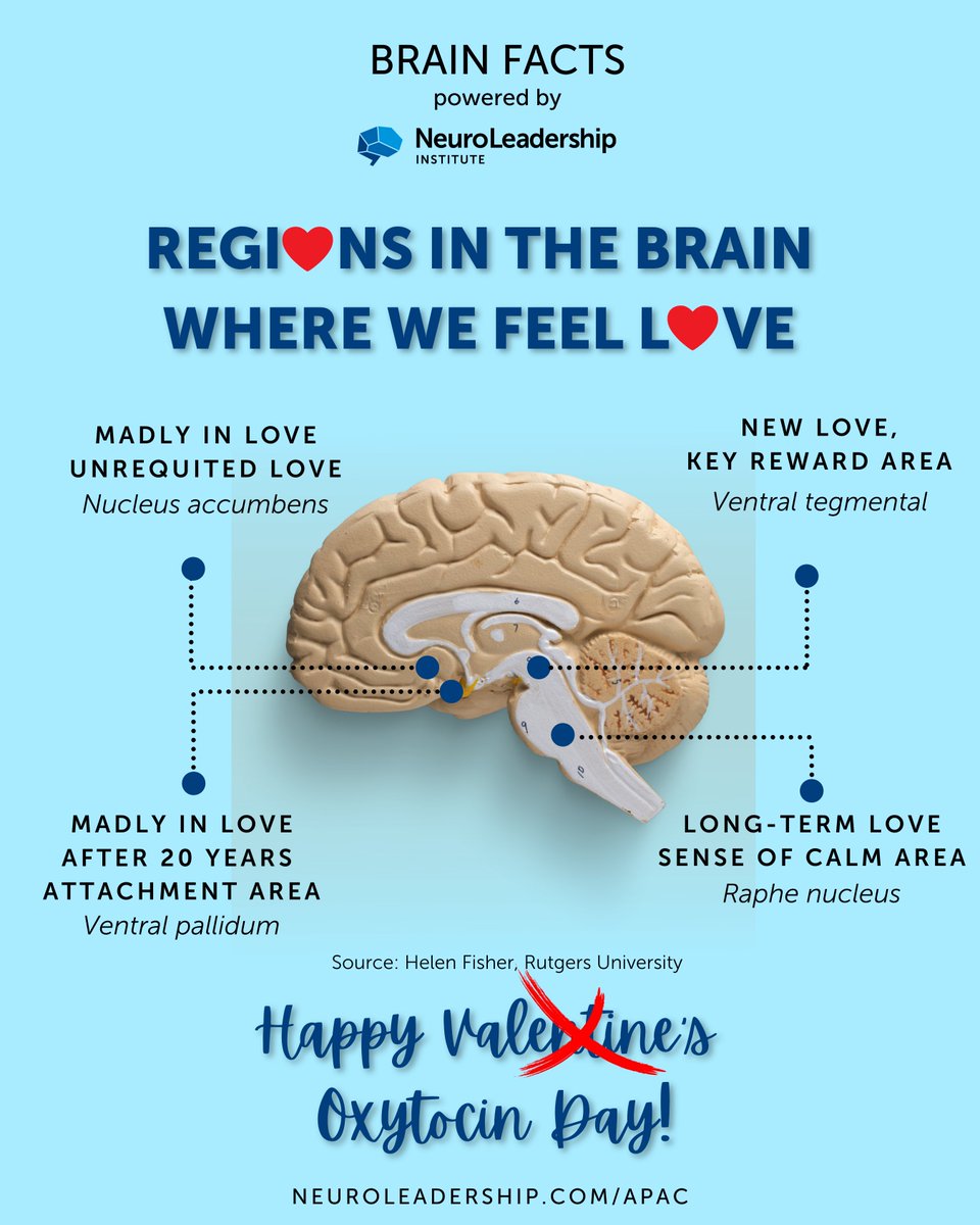 Happy Valentine's Day from all of us at NLI APAC #ValentinesDay #NeuroLeadership #APACRegion #BrainFactsNLI