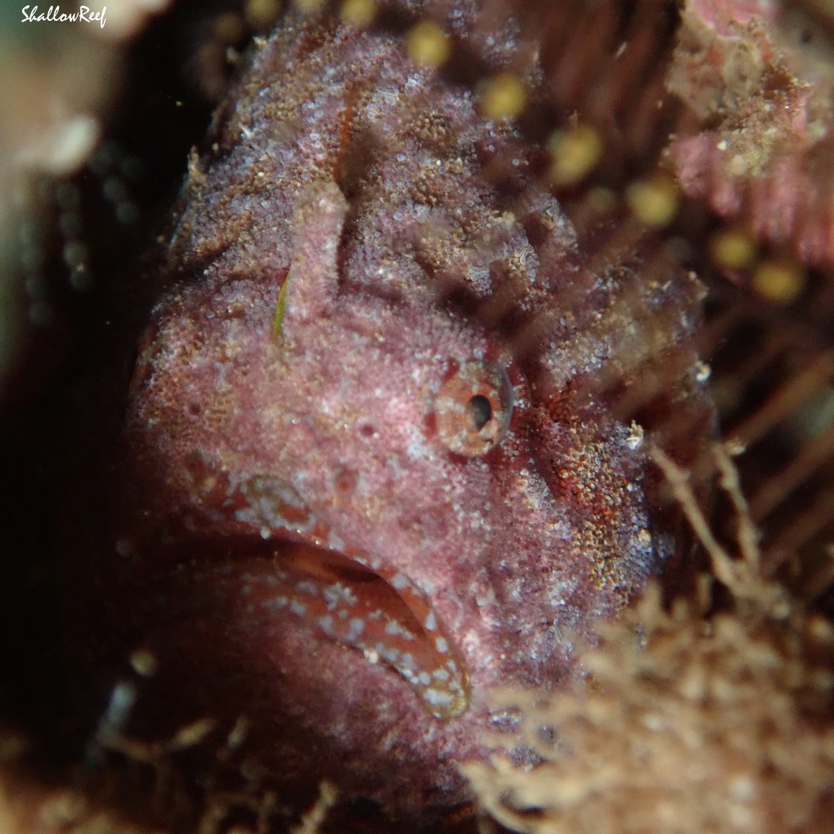 CatchOfTheDay: Antennatus tuberosus (Reticulated Frogfish).

Ref: marinelifephotography.com, hawaiisfishes.com, iNaturalist.org

MyLocalDiveShop: aaronsdiveshop.com

#scuba #macro #uwphotography #marinelife #hawaii #shoredive #coralreef #dive  #oceanlife #nature