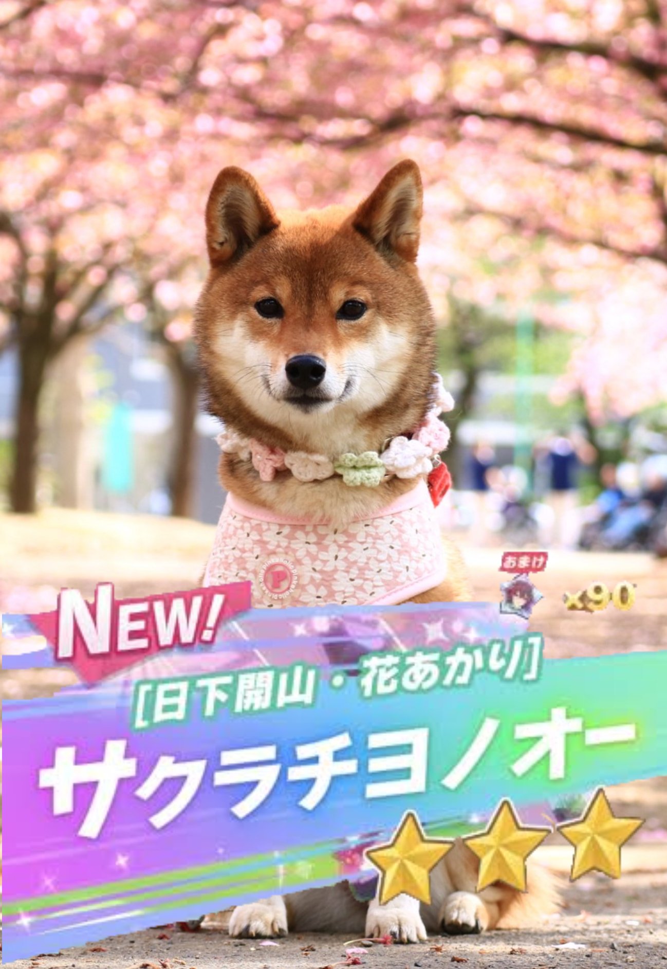 名無し 自由 ウマ娘 サクラチヨノオー 犬 コラ画像 どっちが本物のサクラチヨノオーでしょうか T Co Opqvfbowyg Twitter