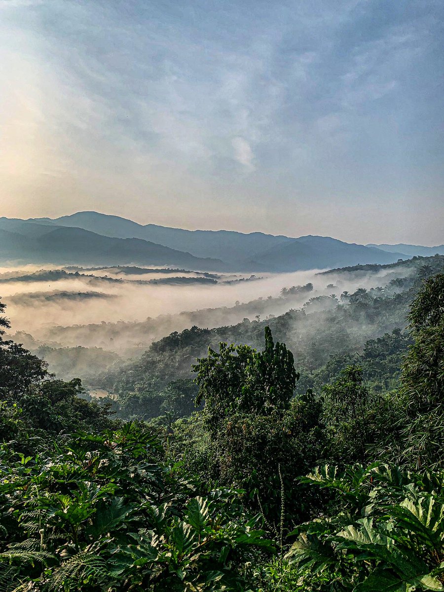 benjimk's tweet photo. 🇨🇩#RDC
📌#Sud_Kivu
Quand la forêt de #Mwenga sort de la brume au lever du soleil 
📸Crédit @Ensapu1

#VisitCongo #VisitDRC https://t.co/wlFTqjuE5B