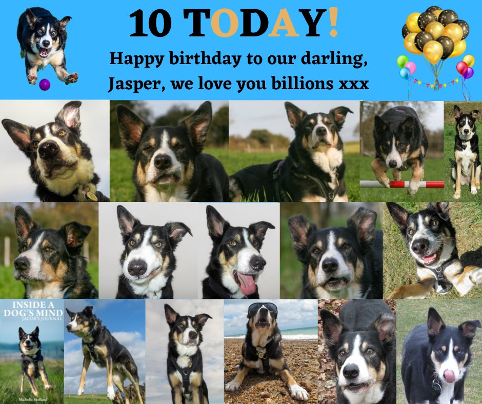 Happy #ValentinesDay2022 😍It is also my Jasper's 10th birthday today, how many birthday wishes can he get? #birthday #celebratelove #celebrate <a href="/Penningt1Denise/">Denise Pennington</a> <a href="/piaf54/">M :)</a> <a href="/stanleygauthor/">Stanley George</a> <a href="/RecoveryDog/">Lost Dog Recovery UK South</a> <a href="/PeterNeilson090/">lets help the dogs</a> <a href="/alhanda/">Boogie Underground</a> <a href="/Lynette_Jenkins/">lynette jenkins</a> #Retweet amzn.to/2qpddWy