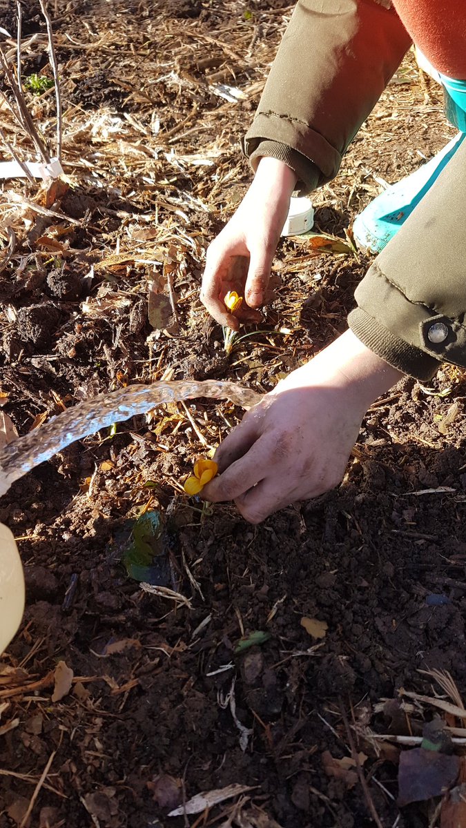 fortspourdemain's tweet photo. 🌱Fin des plantations d'hiver🌱

avec les CE2... qui se sont empressés tout d'abord de bichonner leur arbre planté l'année dernière, 
puis ont enchaîné en plantant bcp d'arbres, arbustes et fleurs, dans la forêt d'accueil

225 arbres 110 arbustes cette saison
A très vite en Mars https://t.co/pIcFdo6Bnk