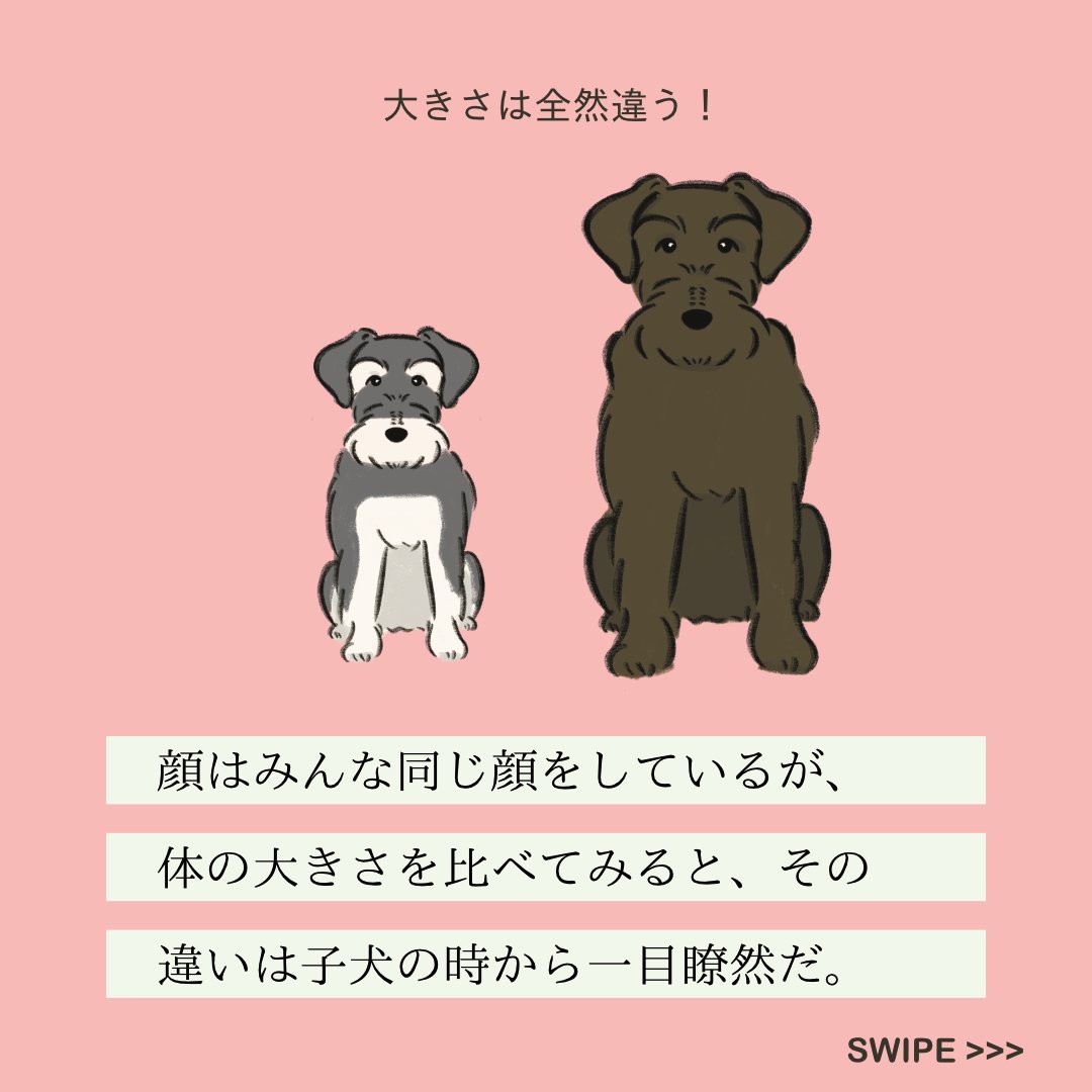 【変な犬図鑑】
No.145 ジャイアントパピーヌ
子犬なのに体が大きいあの犬です。 