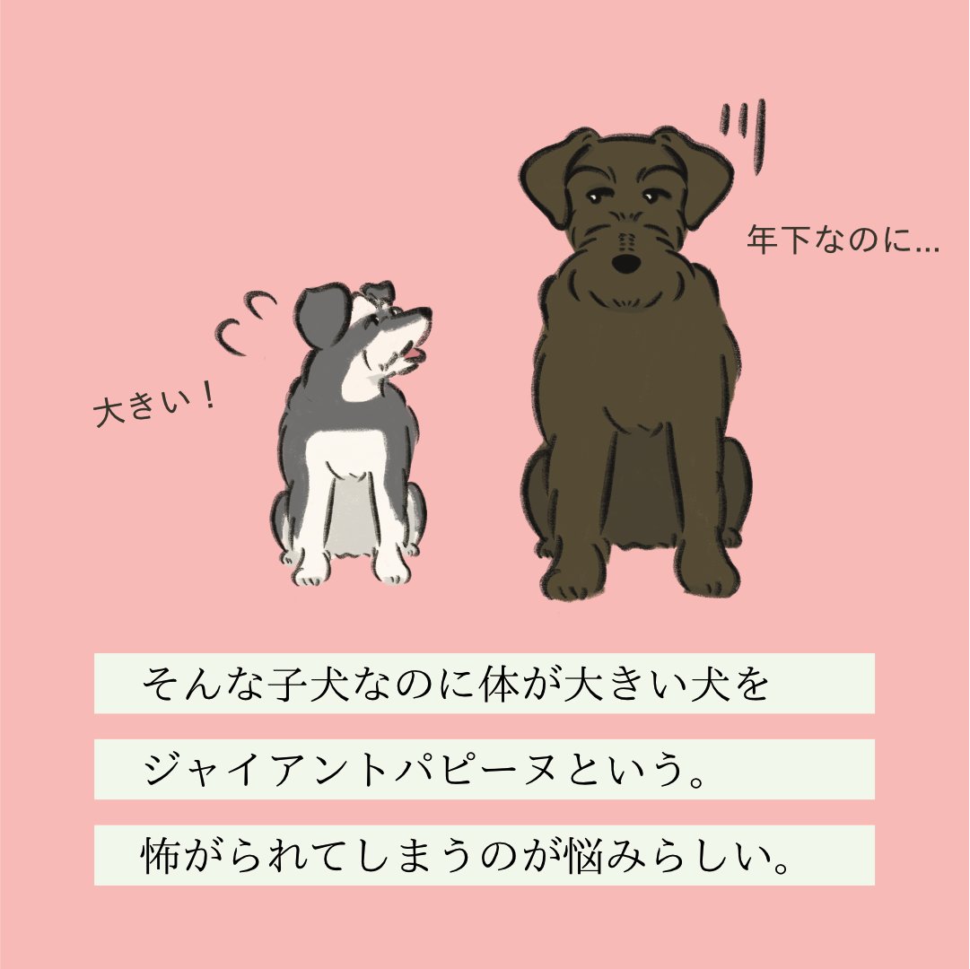 【変な犬図鑑】
No.145 ジャイアントパピーヌ
子犬なのに体が大きいあの犬です。 
