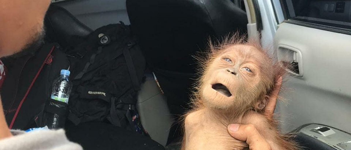 HopeOrangutan's tweet photo. Beberapa hari berlalu, aku tak bisa merawat bayiku, sebab untuk bergerak pun aku tak sanggup.. Bayiku melemah.. Dan tertidur selamanya.. Oh Tuhan, rasa sakit dan darah di sekujur tubuhku tak setara dengan kehilangan bayiku satu-satunya..

#ProtectNotBullet #TerorSenapanAngin https://t.co/pyxxXwR1tK