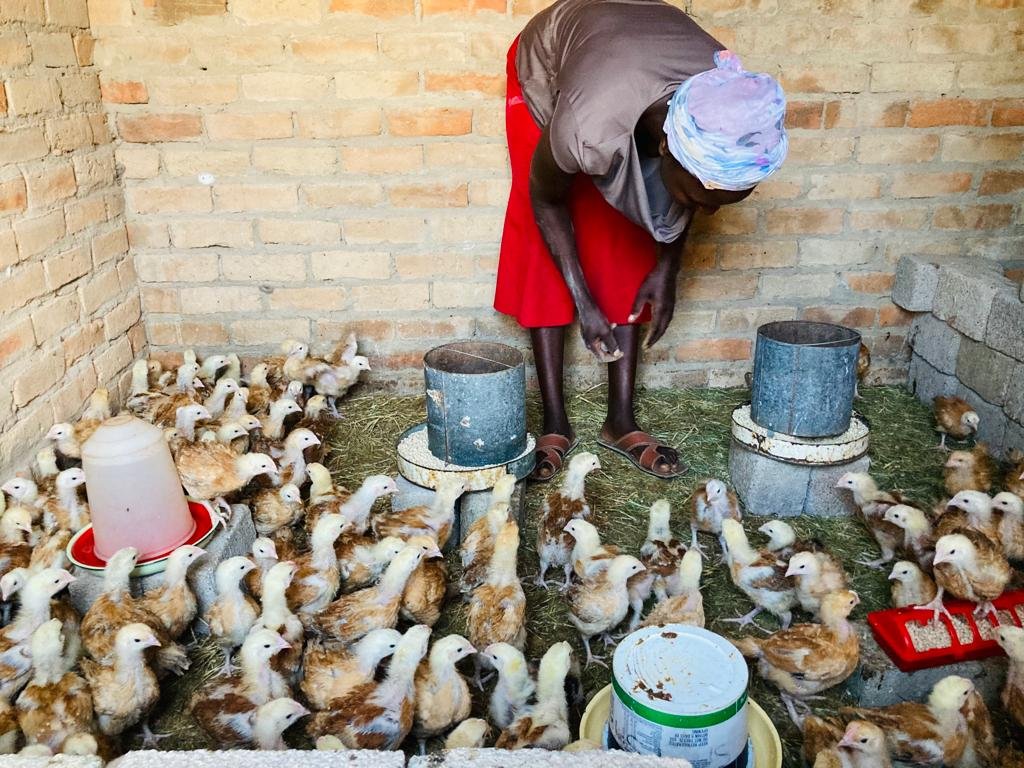 Soneni Mhlanga earns US$ 500.00 every month from selling her Sasso chickens. #ZRBF-MELANA has assisted 33 entrepreneurs from Nkayi with income generation projects such as  rearing of improved breed of chickens.The chickens also improve their nutrition as they provide eggs .