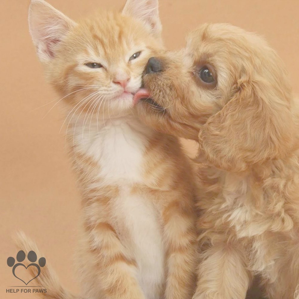 HelpForPawsUK's tweet photo. Happy Valentines Day Everyone 😍
https://t.co/eOHnCAhyJF https://t.co/bjVD8IeDWq
