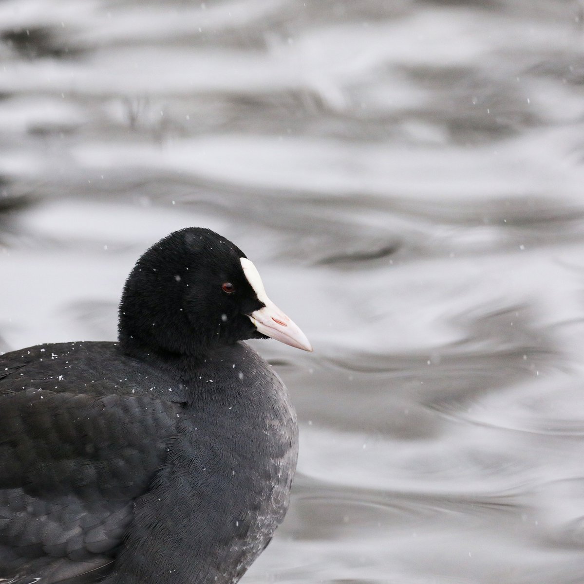 🕊 Птичий разгуляй на Белом озере: чайки, утки, лебеди и один меланхоличный гусь. Зато лысуха как будто улыбается. 
📷 За фотографии спасибо Ирине Калашниковой.
#хочувгатчину