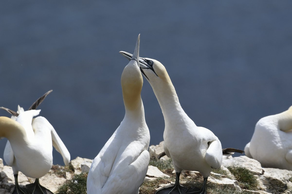 #Gannets are monogamous and mate for life.

#TwitterNatureCommunity #365DaysWild #birds #nature #wildlife #lovers #ValentinesDay #seabirds #ThePhotoHour #BemptonCliffs #northerngannet