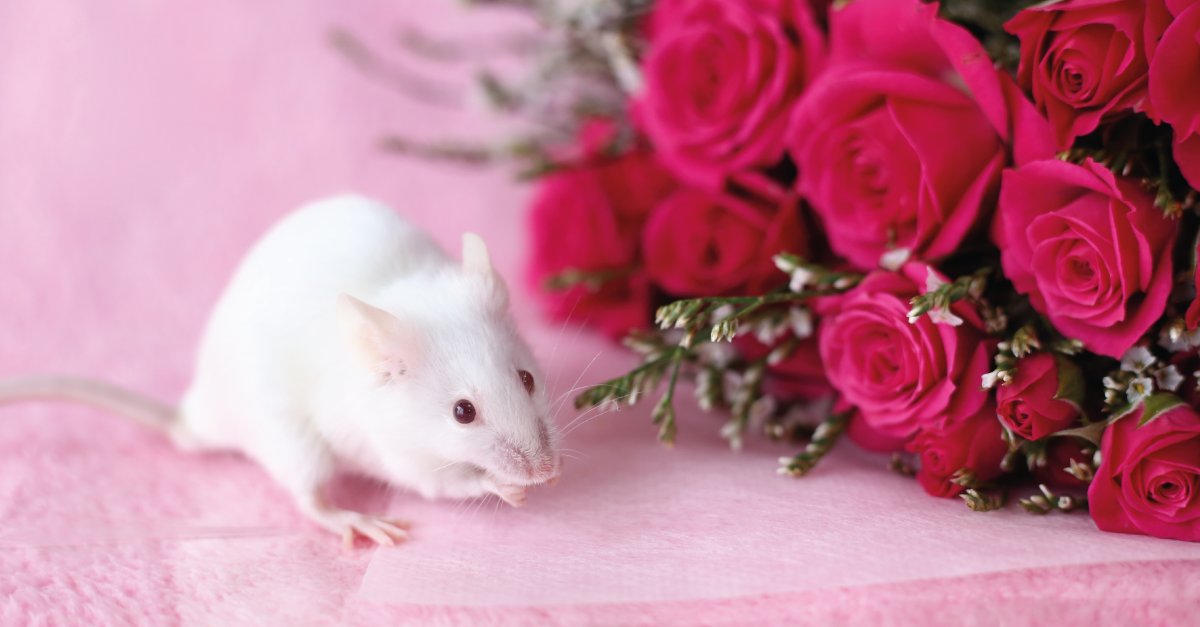 rat_down tweet picture