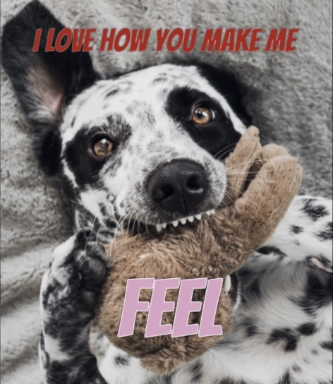 Happy Valentines Day from #PixchangeApp 
Make your own customised Valentine's Day greetings with stickers, GIFs and text. #SayItYourWay #valentinesday #meme #mememaker