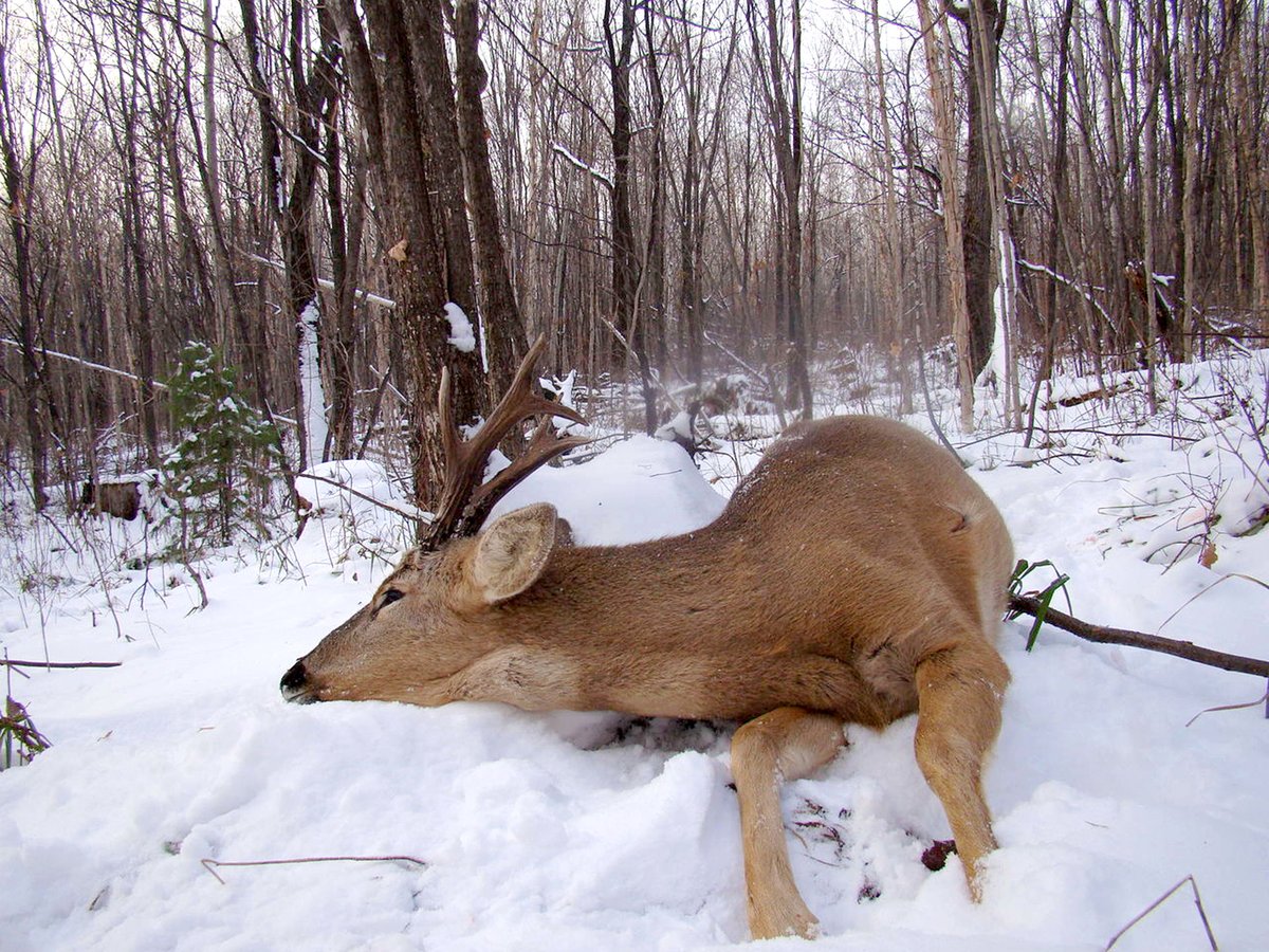 охота на лося косулю