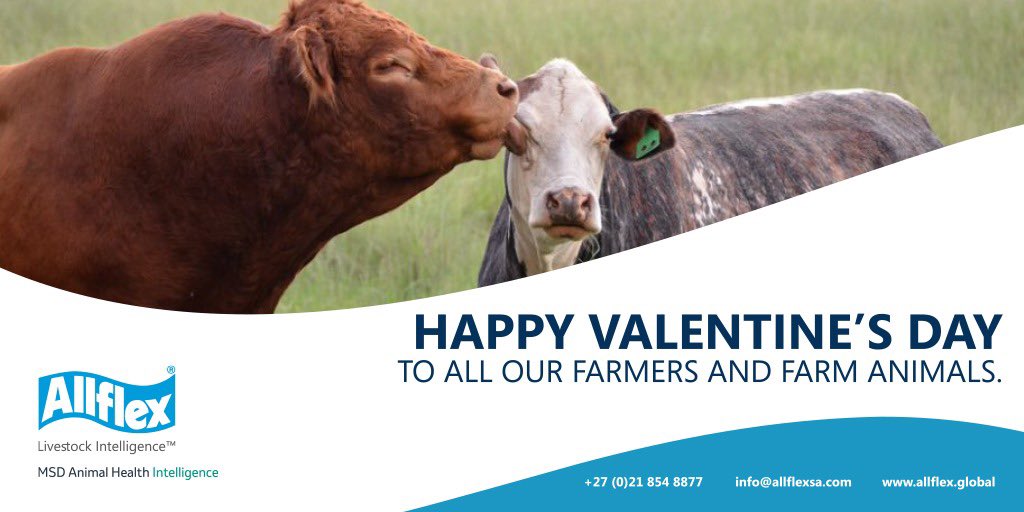 Allflex Livestock Intelligence Sub-Saharan Africa tweet media