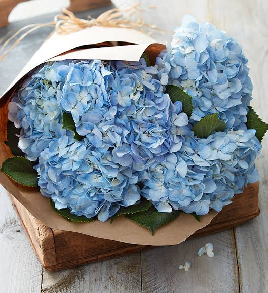 ㅤ
ㅤ
🦉. The 𝗢𝗪𝗟 has sent you present!

To: @beccalovsky 
Message: Blue Hydrangea
From: M.
ㅤ
ㅤ