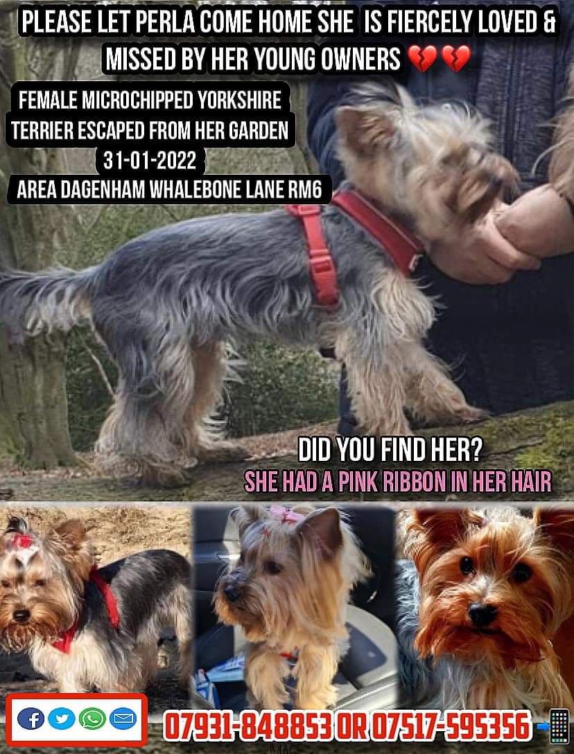 HunnyJax's tweet photo. People of #Dagenham  Please lookout for Missing Yorkie...No sightings since she escaped on 31 Jan '22..Did Someone take her in but not legally report Finding Her?
It's her hooman brother's birthday Tomorrow..Please hand her into a Vet #scanme 🙏 #findperla
https://t.co/SHGOnhfkTv https://t.co/ftzIbfErWx